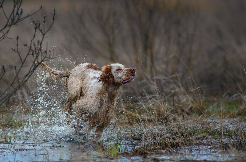 фотограф,саров, английский сеттер, бег, брызги, весна, движение, охота, сеттер в движении, собака, легавая собака, животных, Весенний ветер. фото превью