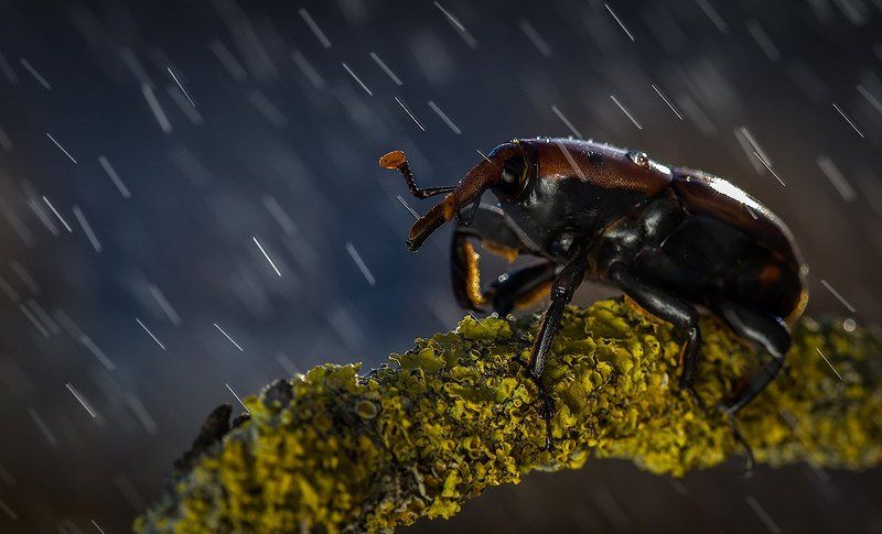 Дождик. фото превью