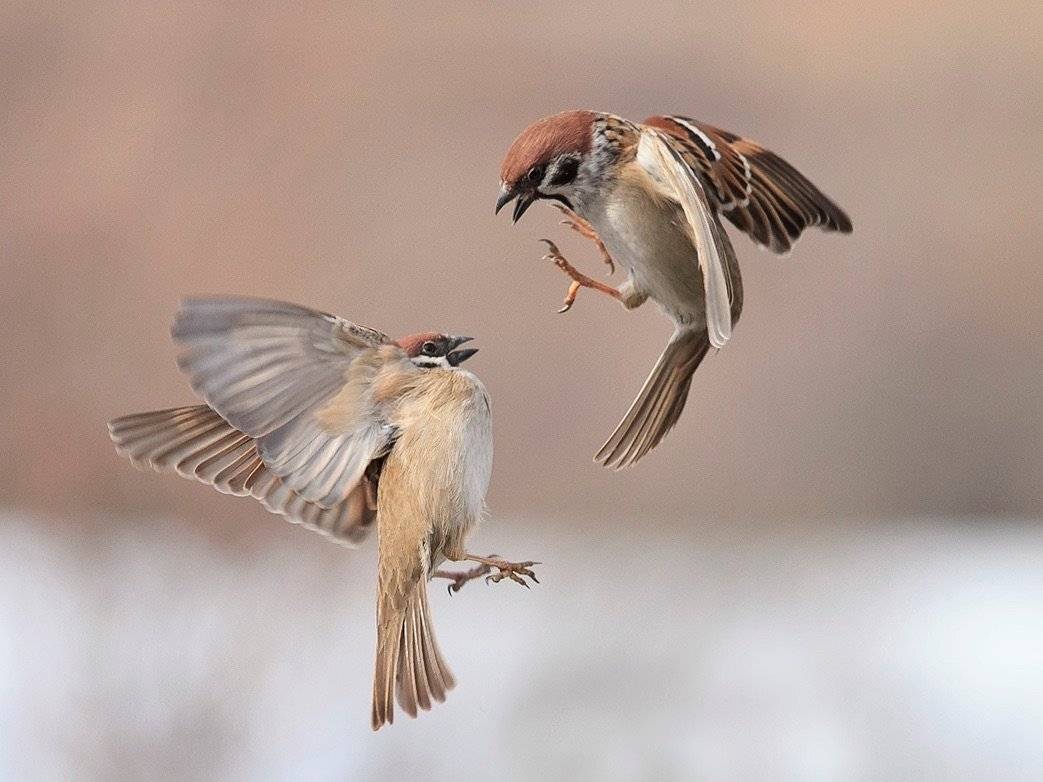 Воробьи, Наталья