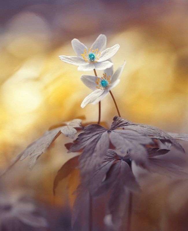 Сны о весне фото превью