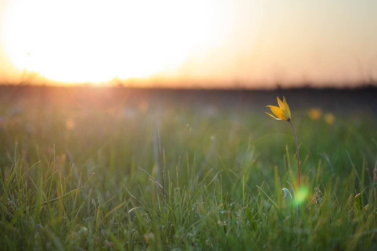 Закат, Солнце, Тюльпан дубравный, Роман Рысь