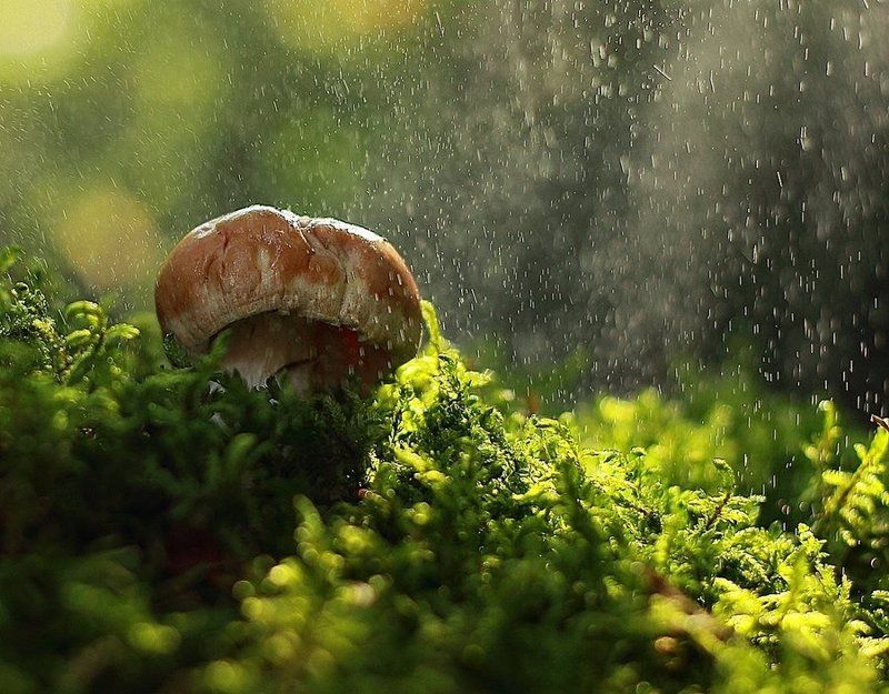 гриб, макро, мох Груздь фото превью