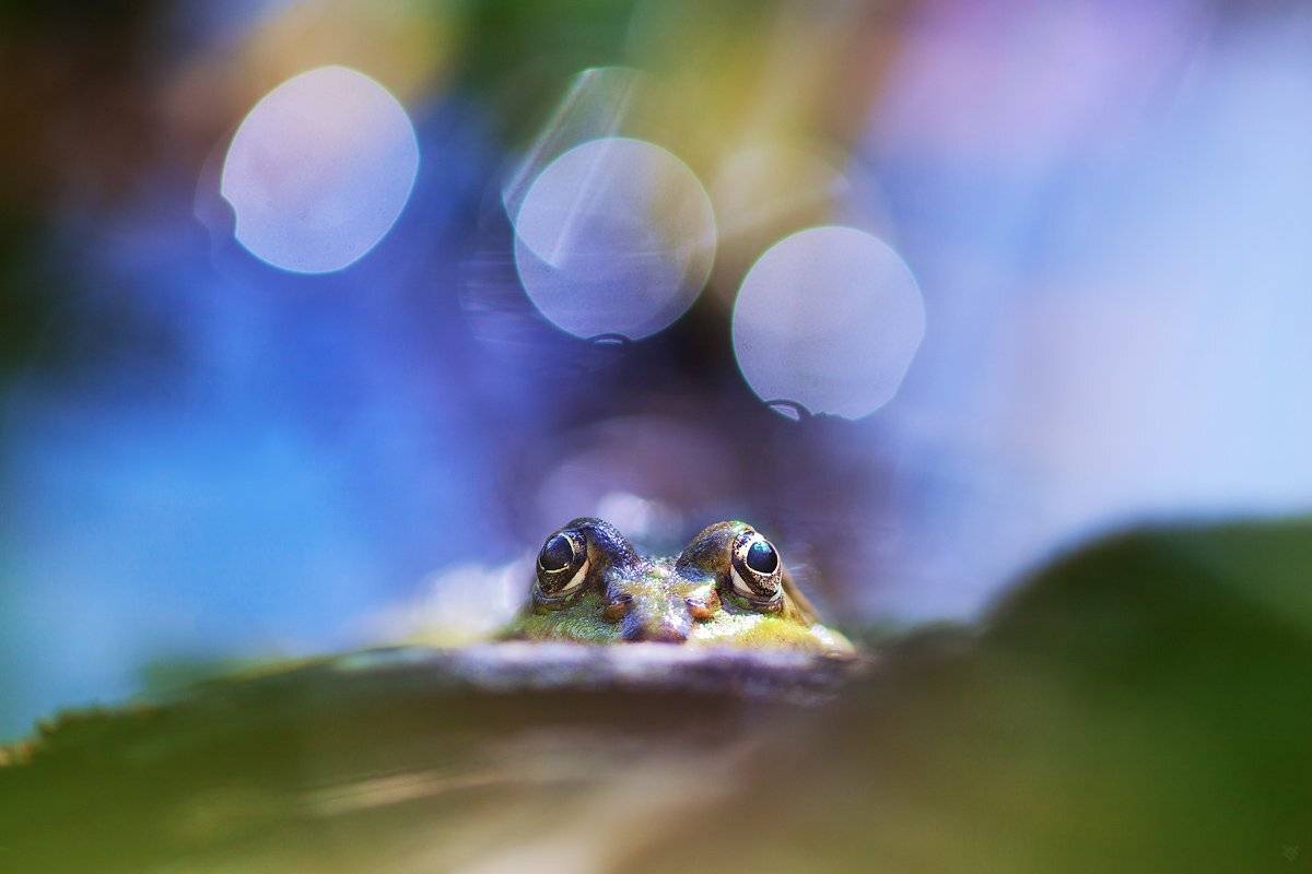 frog, bokeh, wildlife, Wojciech Grzanka