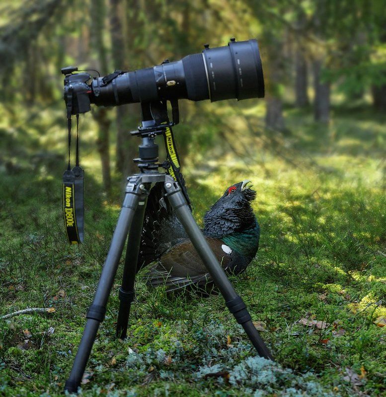 * * * фото превью