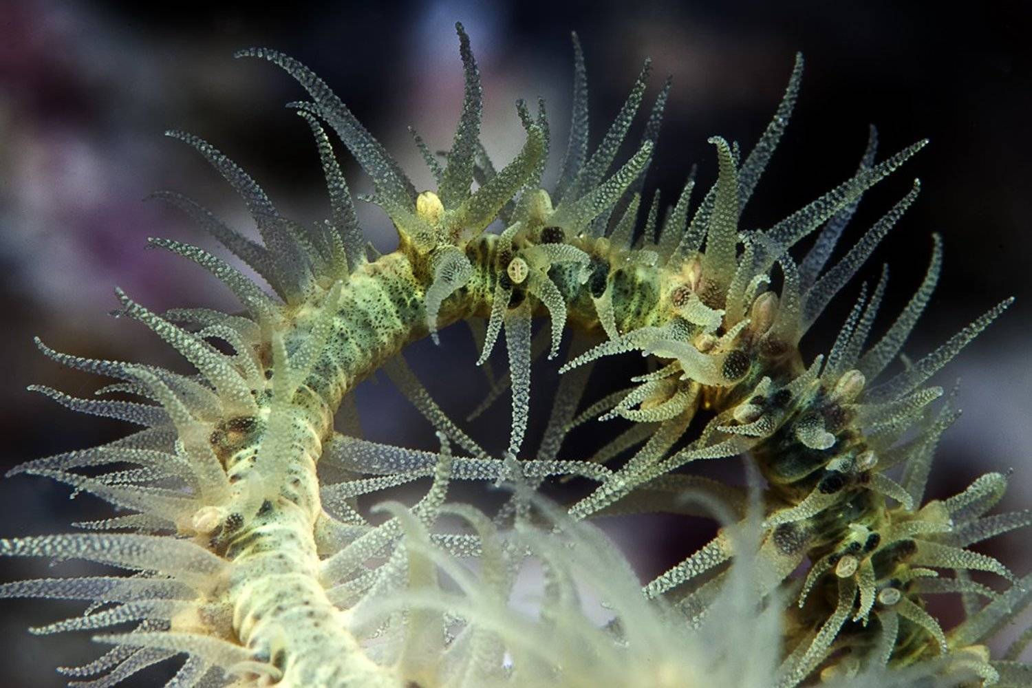 , Дмитрий Виноградов