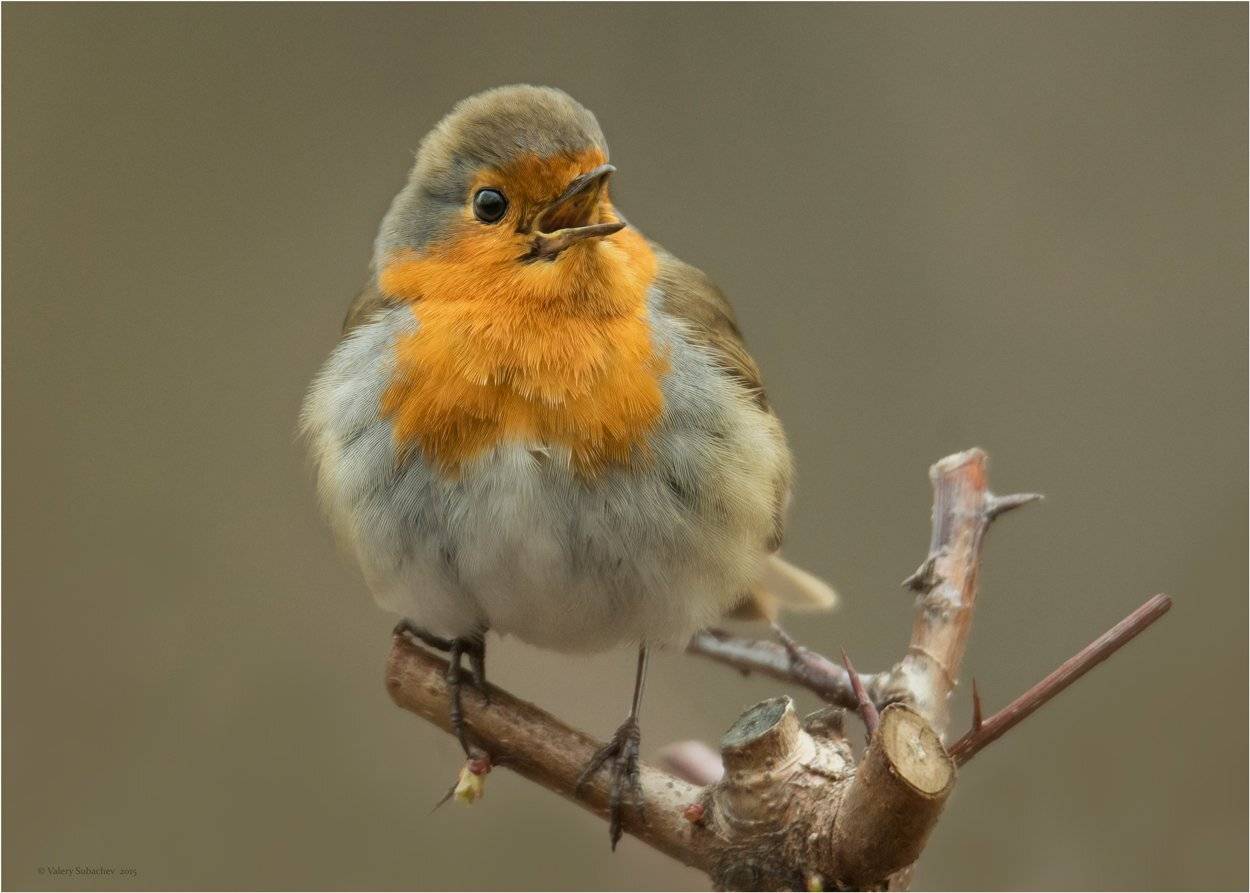 , Валерий Субачев