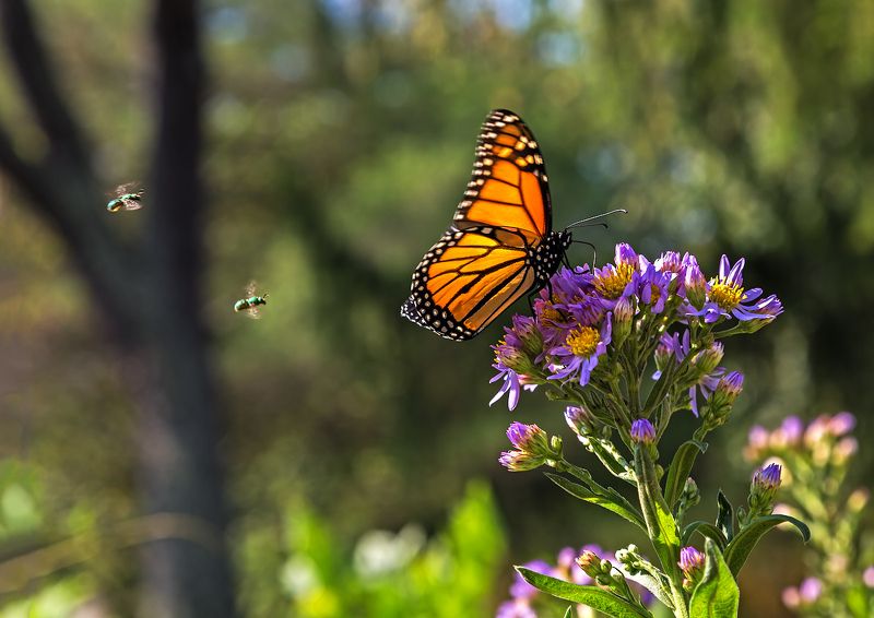 насекомые, бабочка, монарх, данаида Обед Монарха фото превью