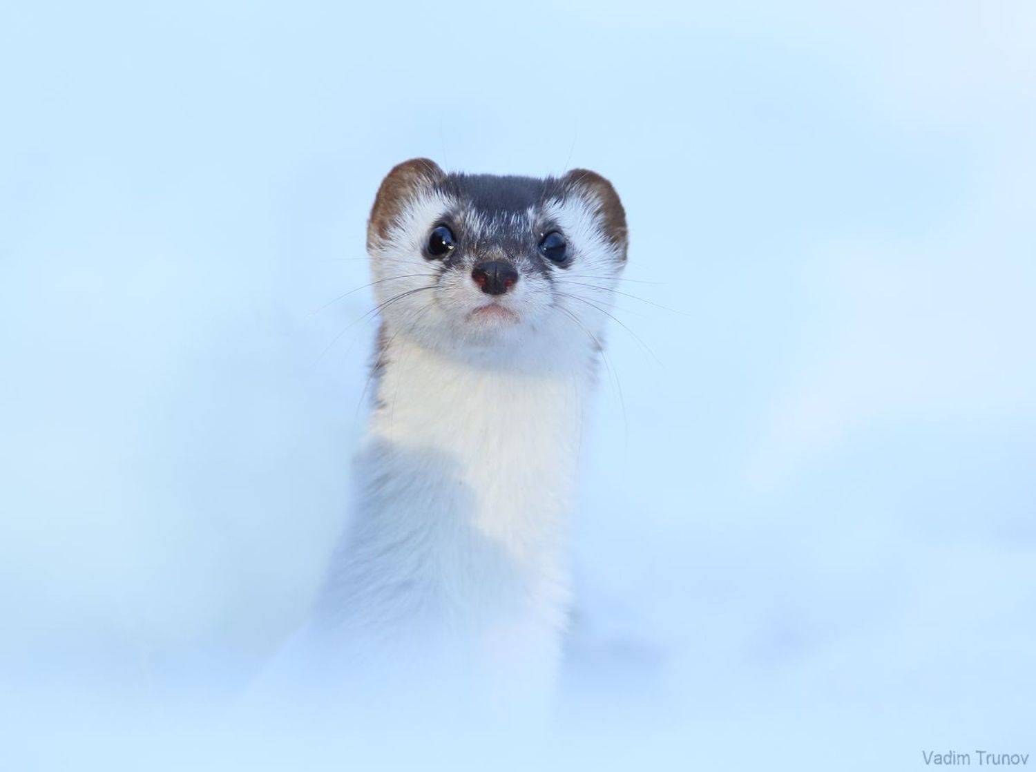 ласка, Вадим Трунов