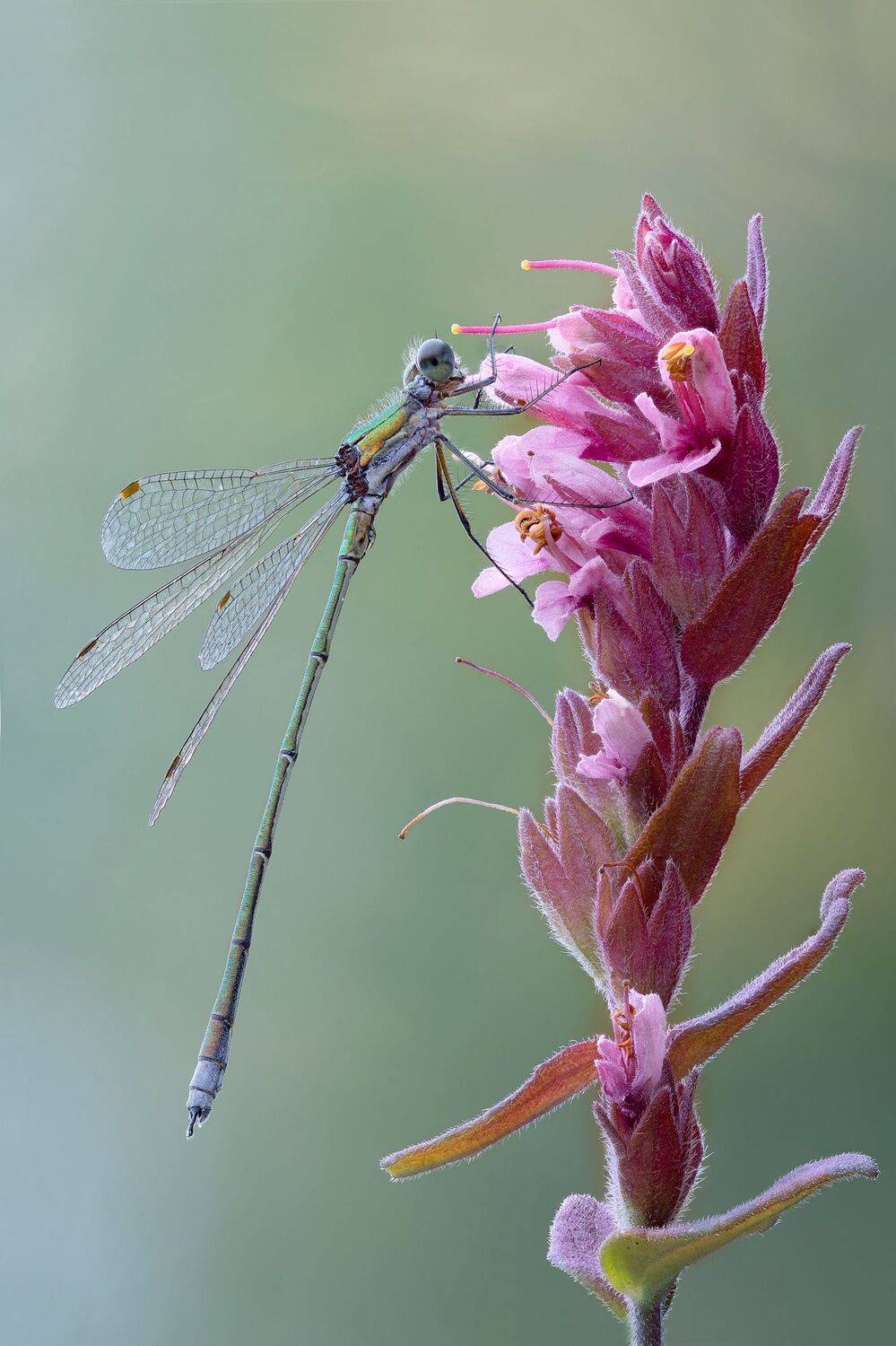 , Кузнецов Дмитрий
