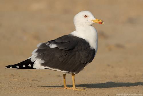 Lesser Black-backed Gull 