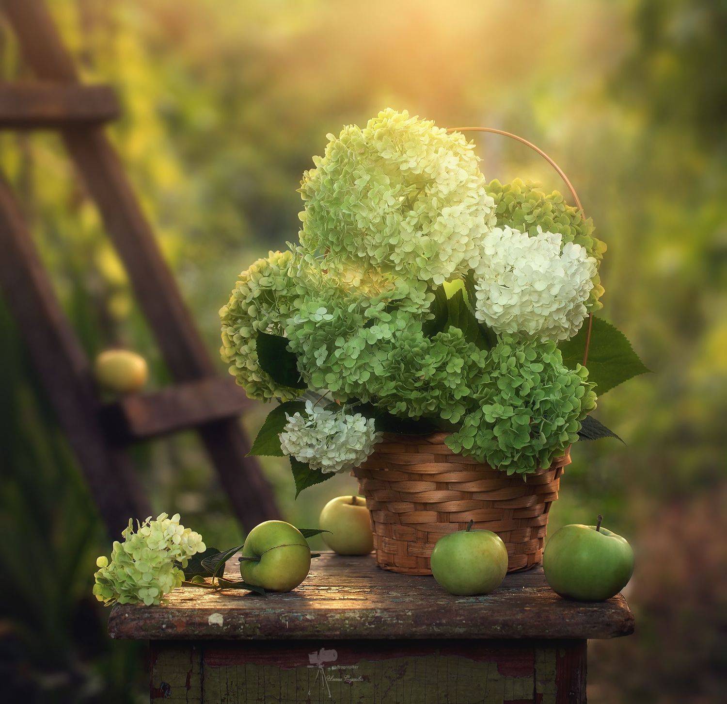 , Инна Сухова