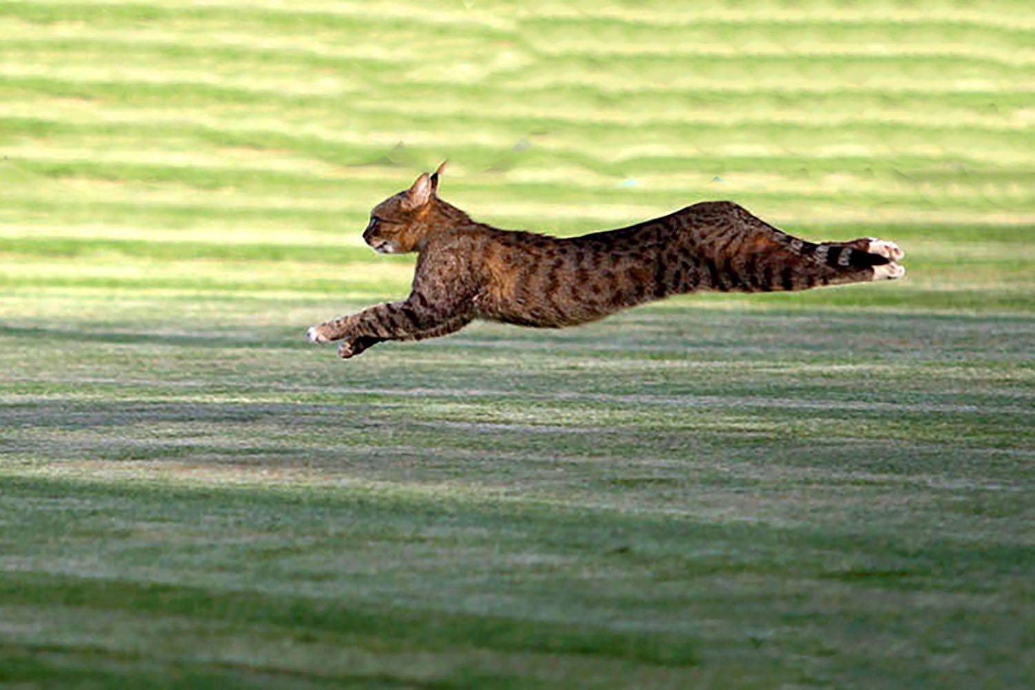 , mehdi karimi souderjani