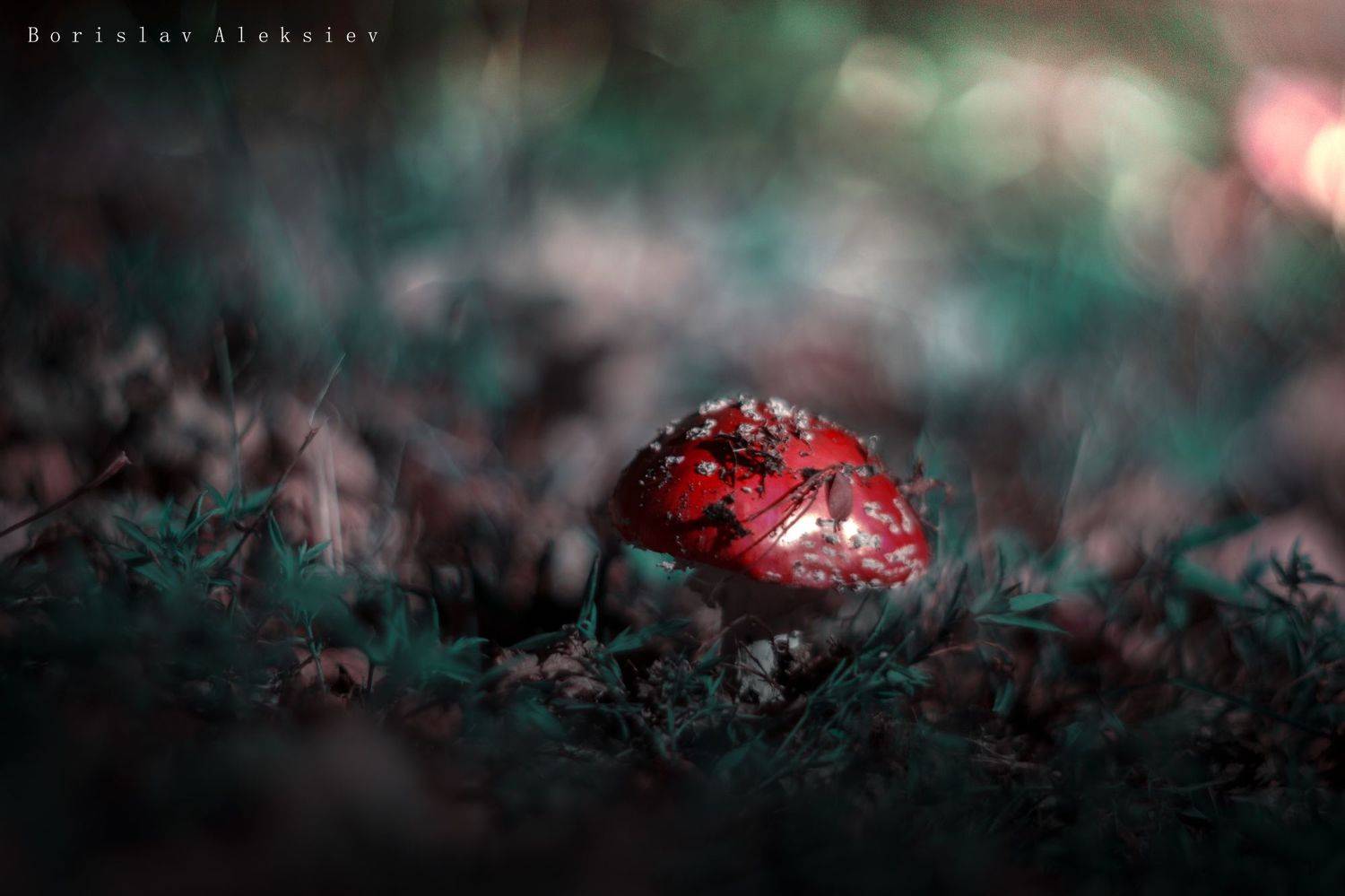 green,plant,exterior,light,dark,bokeh,mushroom, Борислав Алексиев