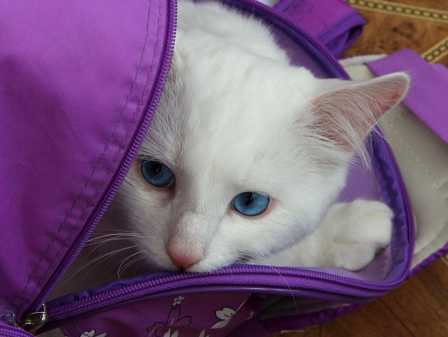 , Лайко Марина