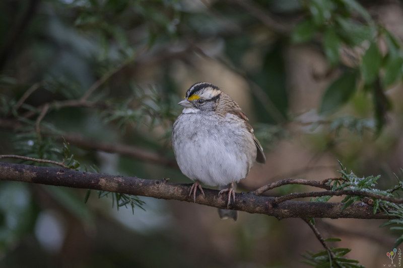 White-throated Sparrow фото превью