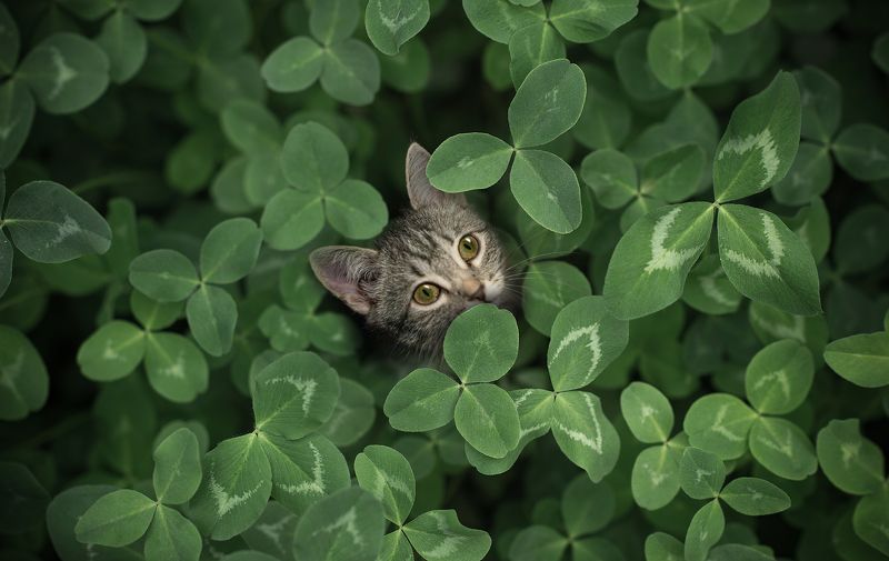 кот кошка животные Лейла фото превью