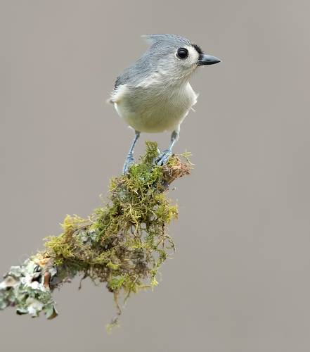 Tufted Titmouse -Острохохлая синица