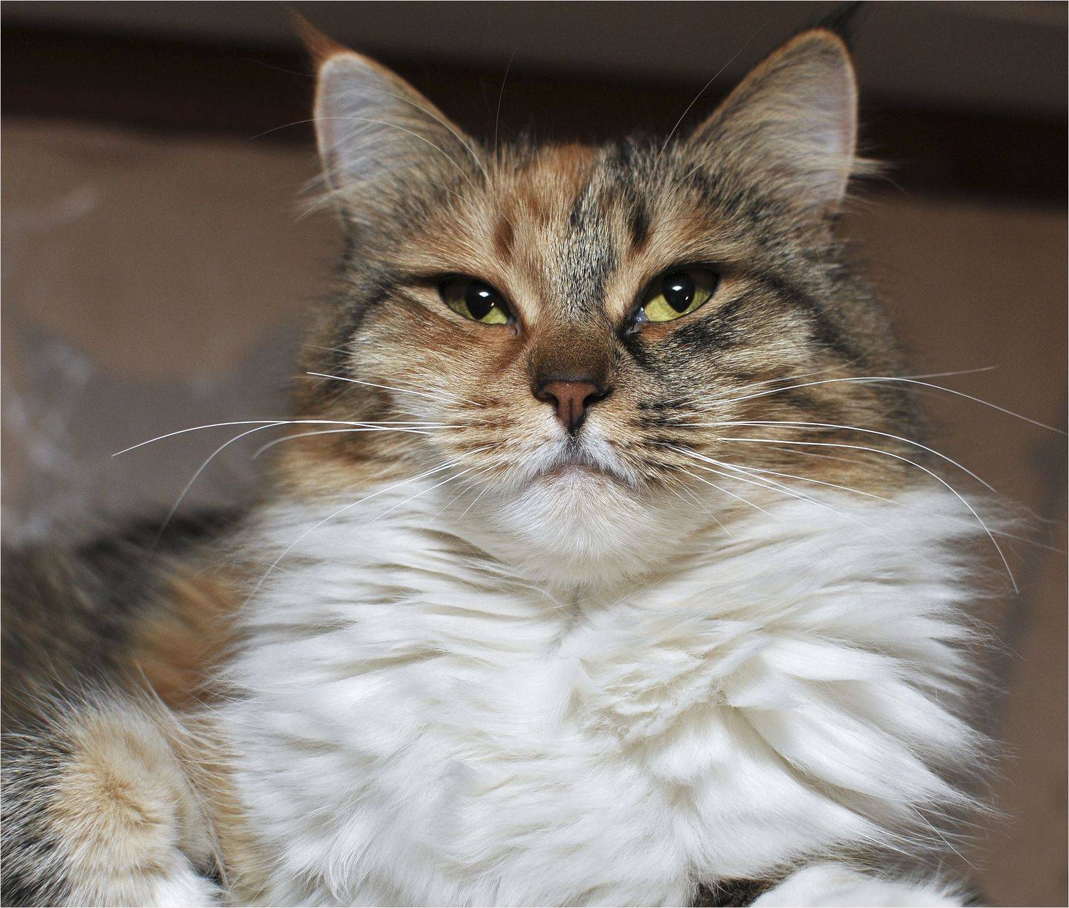 , Владимир Краснов