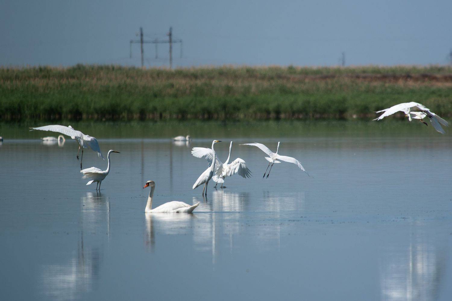 volgograd, russia, wildlife, Ardea alba,, Сторчилов Павел