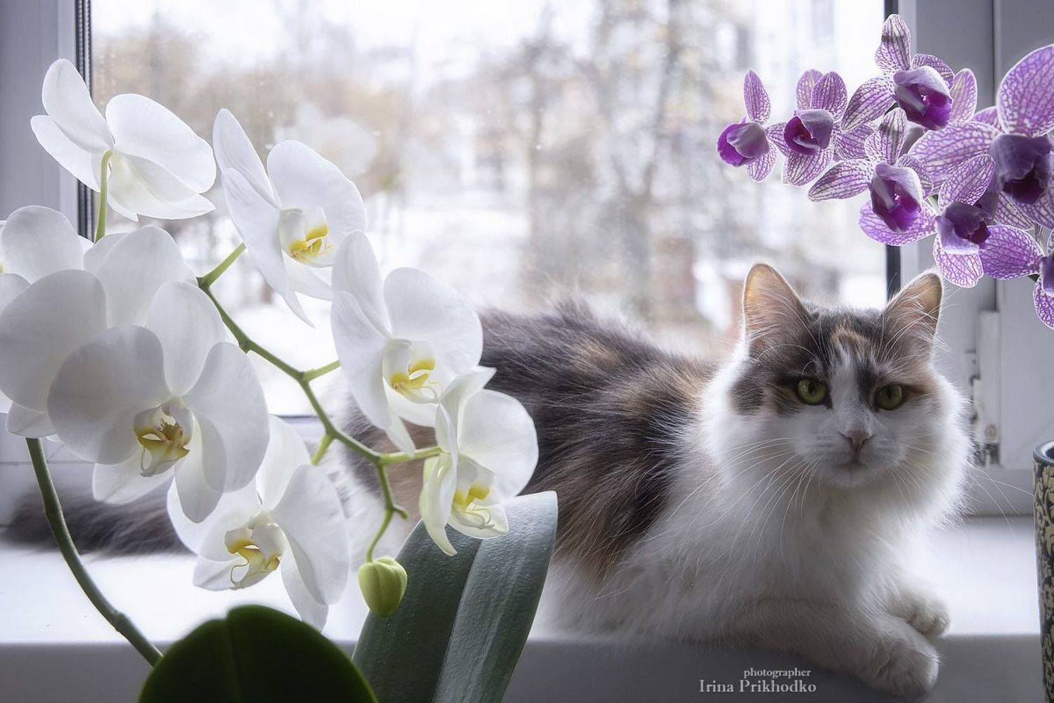 домашние животные, портреты животных, кошка, орхидеи, цветы, Приходько Ирина
