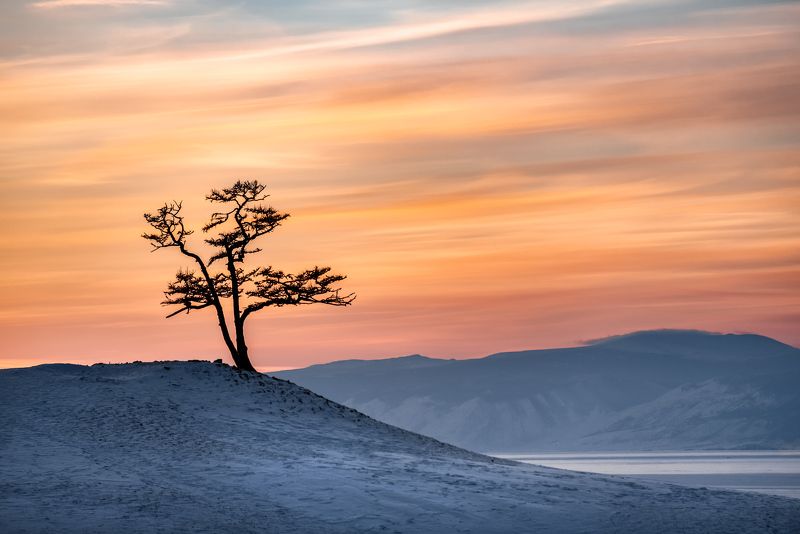 дерево, байкал, закат, мыс бурхан Дзен фото превью