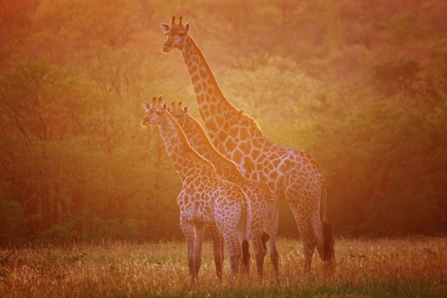 , Худзинская Ирина