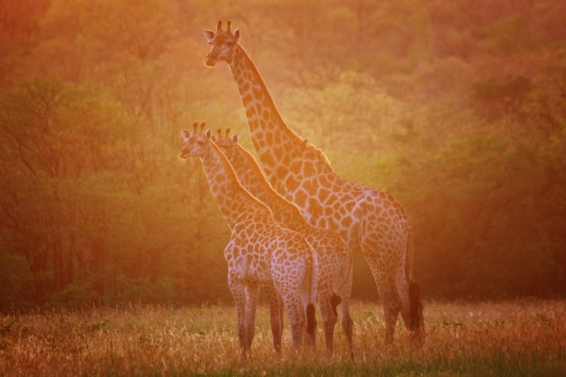 Family portrait фото превью