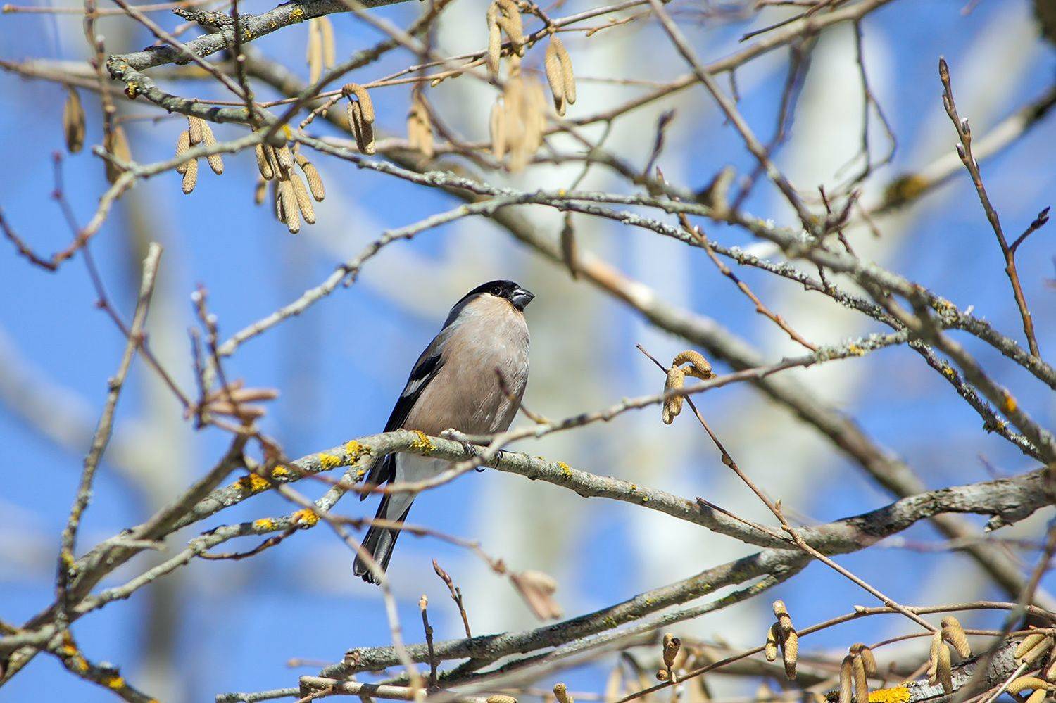 снегирь, КарОл