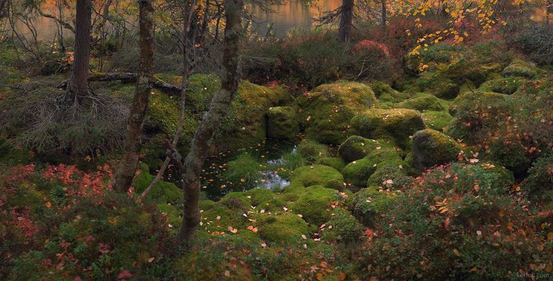 кольский полуостров, ловозерские тундры, осень, заполярье, мурманская область, сейдозеро Таёжная мозаика фото превью