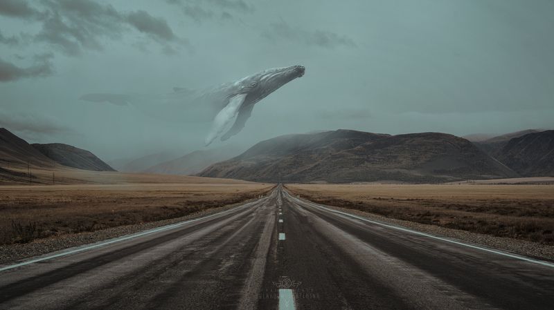 Киты летают в туманах фото превью