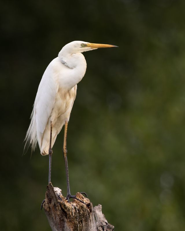 Great egret фото превью