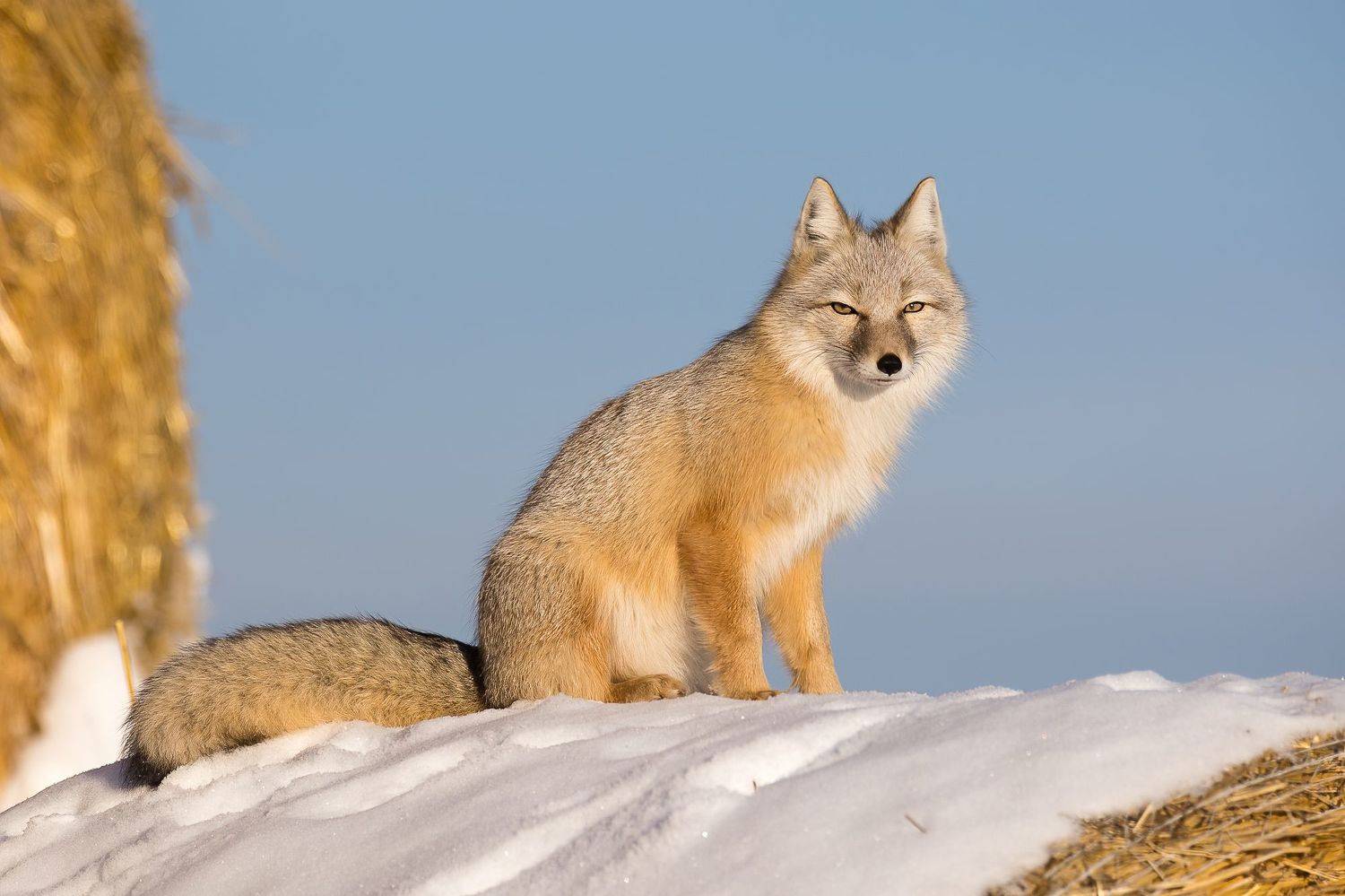 , Дина Нестеркова