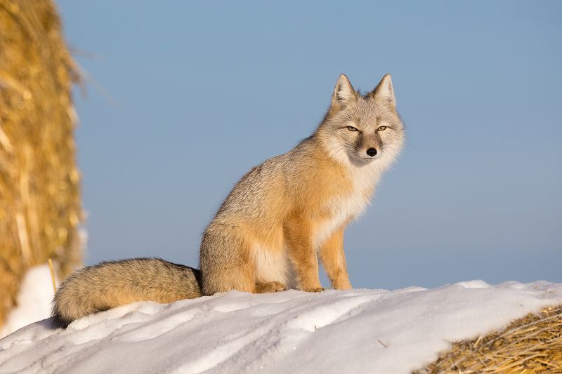 Корсак фото превью