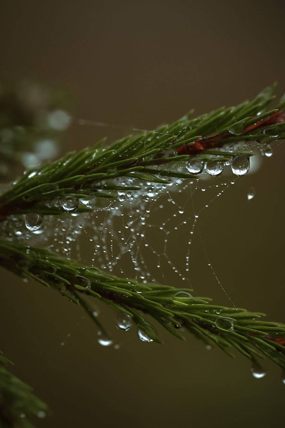 , Татьяна Винничук