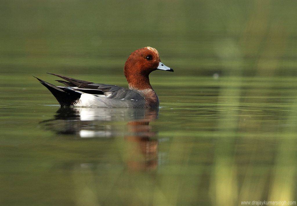 wigeon, Dr Ajay Kumar Singh