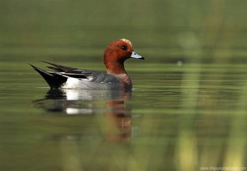 Eurasian wigeon