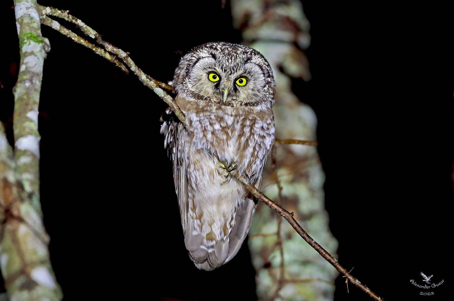 мохноногий, сыч., Александр Гусар