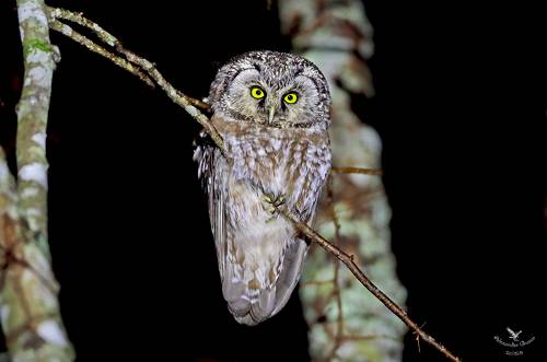 Ночной дозор.