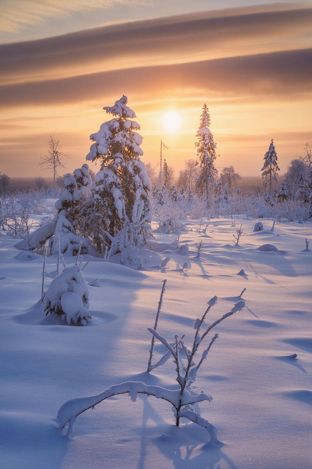 пейзаж, зима, снег, тайга, лес, деревья, landscape, woodland, winter, taiga, snow, рассвет, мороз, утро, коми, sunrise, morning, frozen, komi, Чаланов Иван