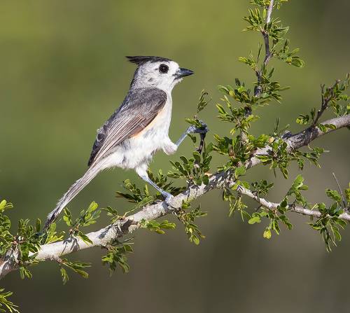 Black-crested Titmouse - Синица чёрнохохлатая