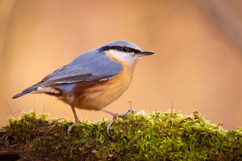 Nuthatch фото превью