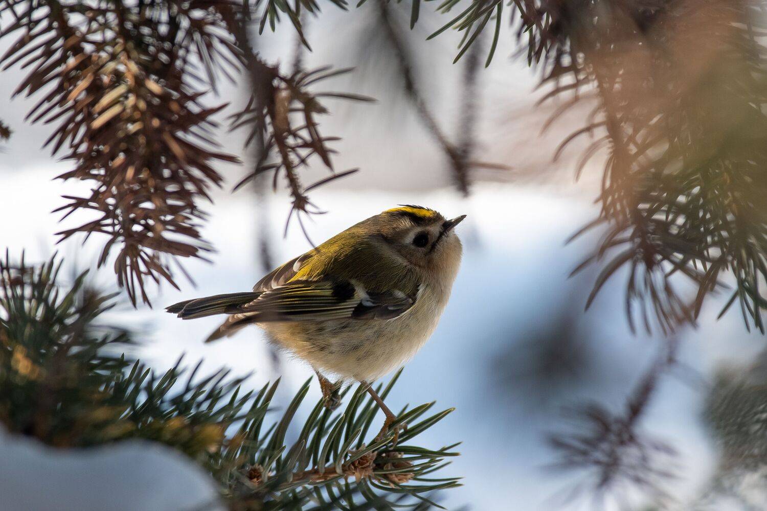 volgograd, russia, wildlife, Regulus regulus, , Сторчилов Павел