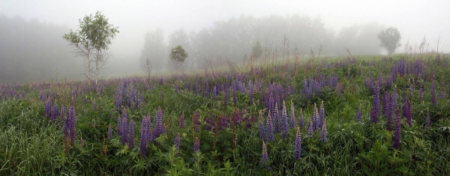 лето ,поле , туман , люпин, Александр Свистков