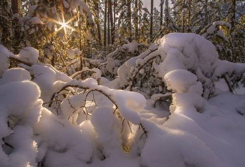 В плену зимы