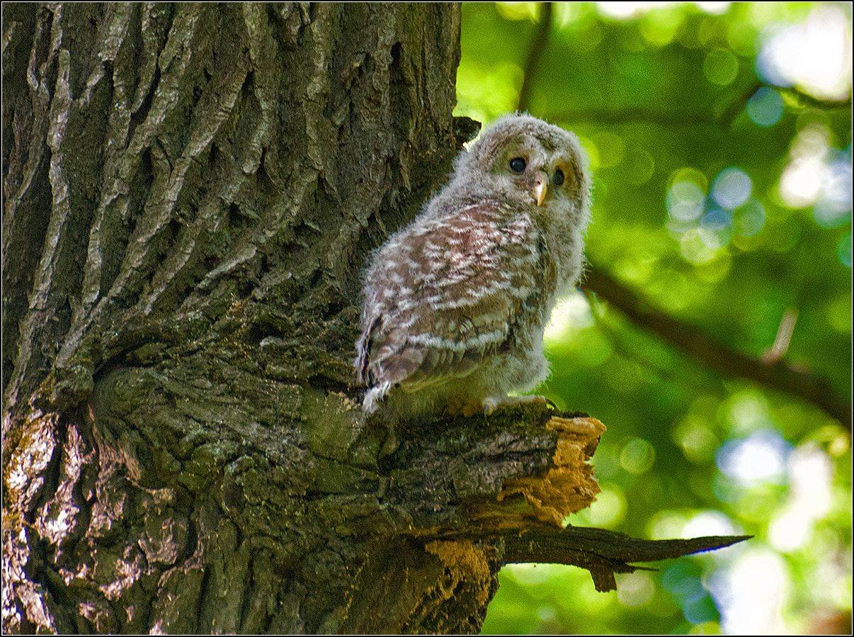 москва, парк, птенец длиннохвостой неясыти, АНАТОЛИЙ ДОВЫДЕНКО