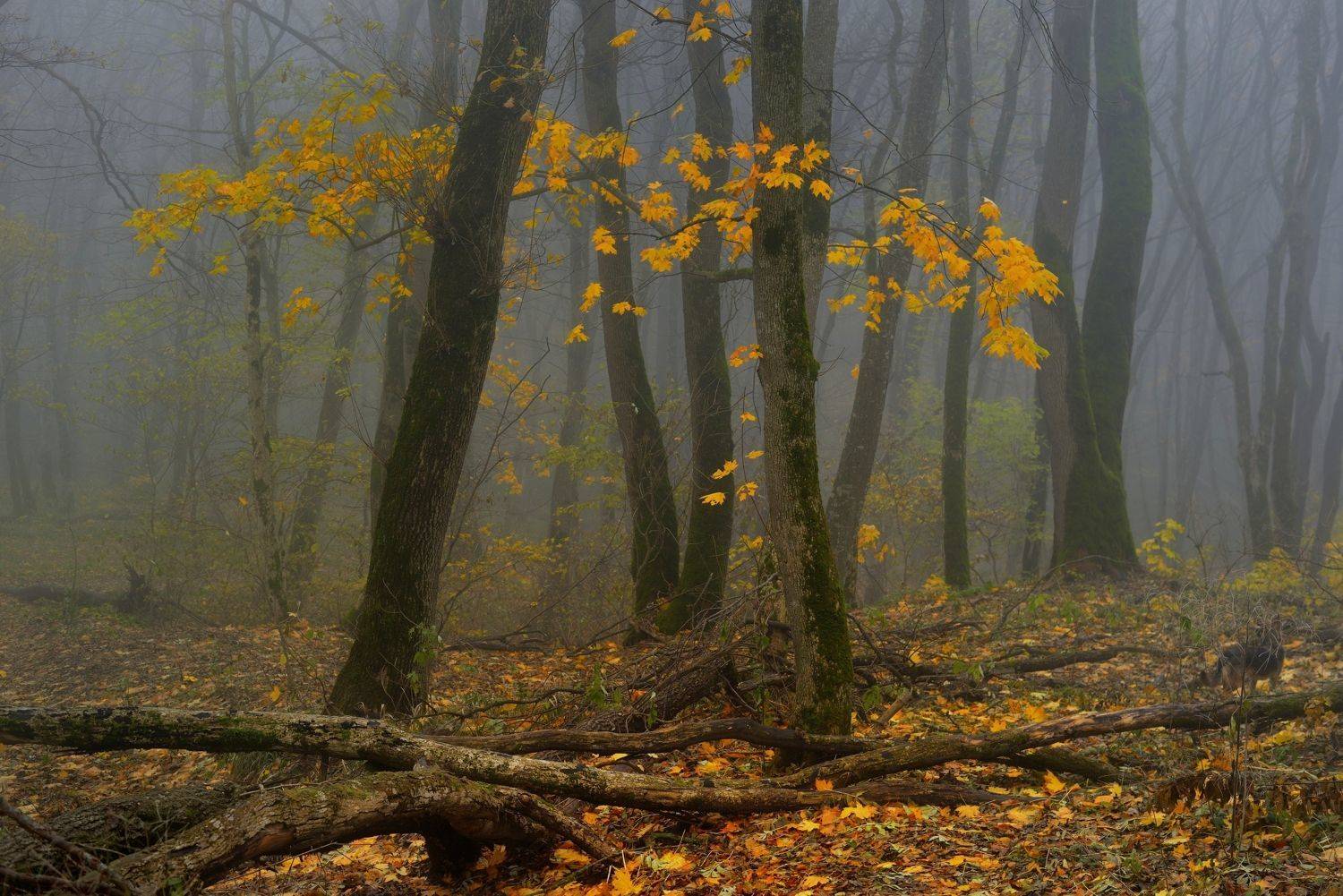 осень листва утро лес, Александр Жарников
