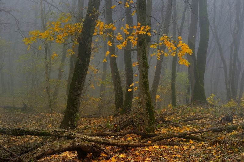 Осеннее утро фото превью