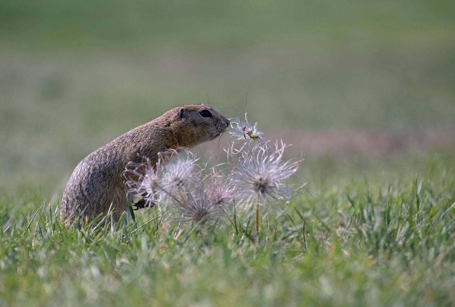 суслик, лето, сибирь, Фомина Марина