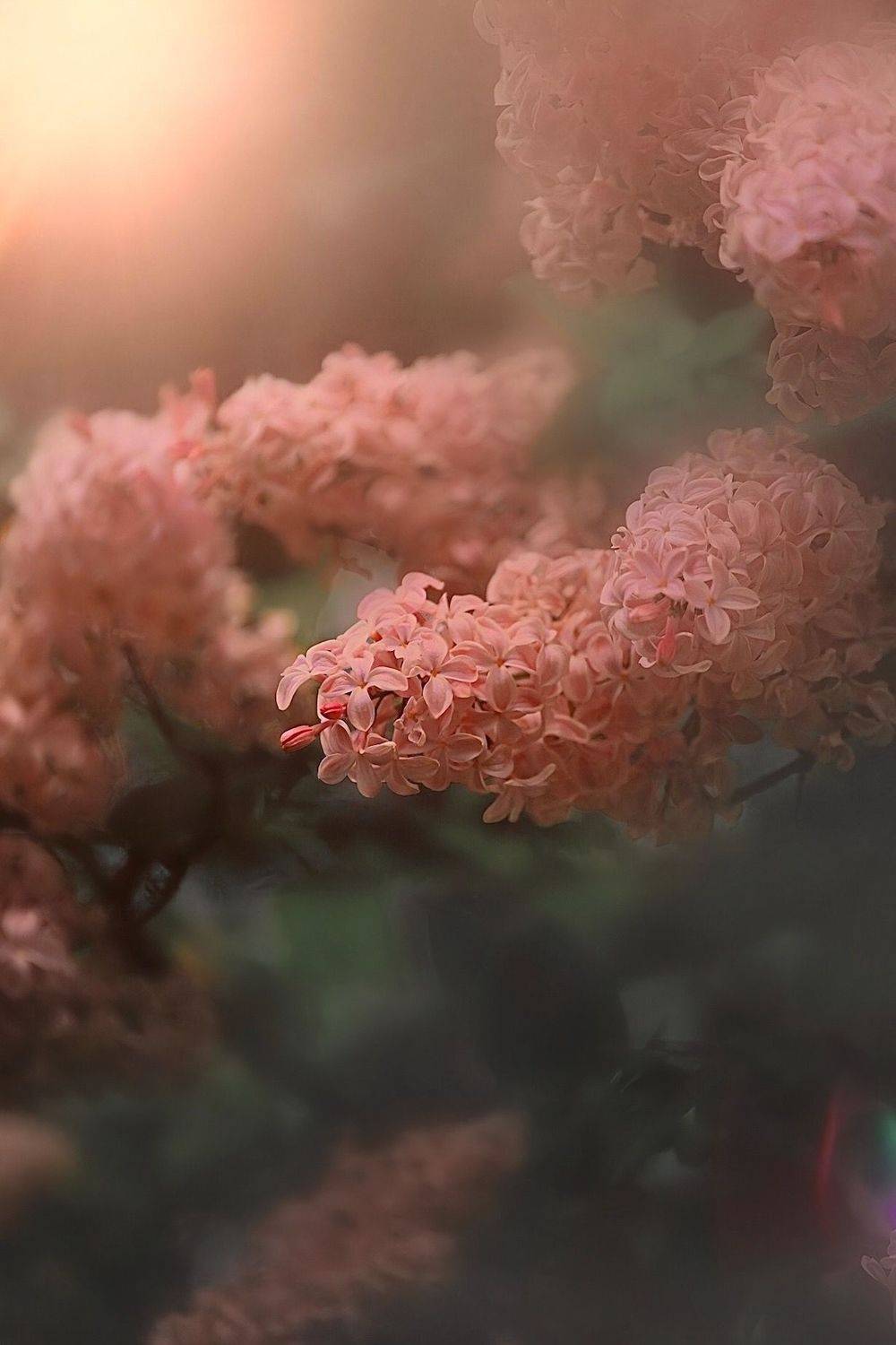 макро, macro, цветы, orchid, сирень, flower, lilac, Julia Kaissa