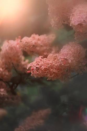 Lilac